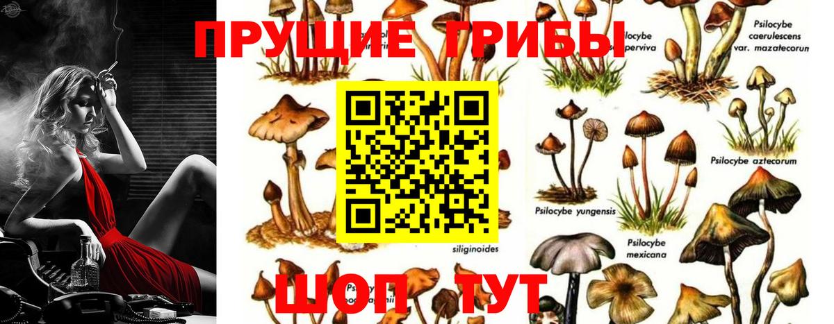 Асино  купить наркотики цена  Вход с VPN  Псилоцибиновые грибы MAGIC MUSHROOMS 